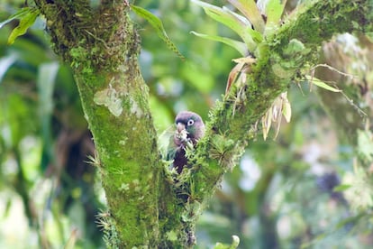 Un loro sobre un árbol en la reserva Yátaro.