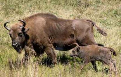 Cría de bisonte europeo nacida en San Cebrián de Mudá (Palencia), junto a su madre, ejemplar salvaje procedente de Polonia.