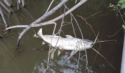 Em 2016, ano em que os Juruna da Volta Grande do Xingu chamam de "fim do mundo", morreram 16 toneladas de peixe devido à pouca água no rio