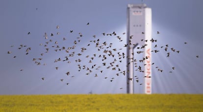 Una bandada de gorriones sobrevuela una plantación de cánola junto a la planta solar de Abengoa en Sanlúcar la Mayor, Sevilla.