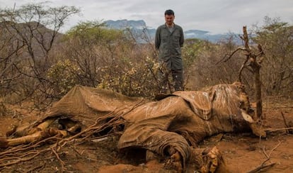 Yao Ming junto a los restos de un elefante en la reserva de Samburu, el 16 de agosto, en Kenia.