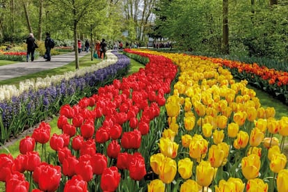 El parque floral más grande de Europa (32 hectáreas) se encuentra en Holanda y como no podía ser de otra manea su mayor atractivo son los tulipanes. El parque abre sus puertas a finales de marzo, cuando los más de siete millones de bulbos que guarda dentro comienzan a abrir. El tulipán no es la única flor de la que hace gala, también hay narcisos, orquídeas, rosas, claveles, lirios y azucenas. Cada año su distribución es diferente, pues se reorganizan las plantaciones y pabellones según un tema (esta temporada estarán dedicadas al diseño holandés). Paralelamente celebran actividades para niños y adultos, como muestras de ornamentación floral, conciertos e incluso una feria gastronómica.