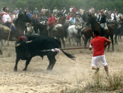 Castilla y León decides that controversial popular hunt with spears will go ahead, but that animals cannot be killed outside the bullring