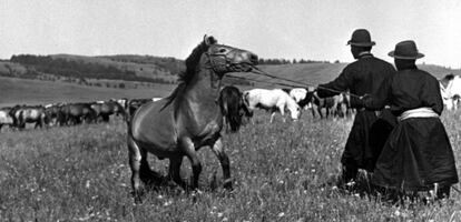 Pero no solo de las cosechas vive el hombre. Los animales son básicos para la subsistencia y la producción de alimentos, y por ello preservar su salud ha sido una de las grandes tareas. Entre los principales logros en sus más de 70 años de vida, la organización destaca haber conseguido erradicar la peste bovina (2011), una enfermedad que mató a millones de vacas, búfalos y otros animales durante siglos. Los programas de vacunación animal y control de enfermedades siguen siendo una prioridad. La imagen, tomada cerca de Ulan Bator en 1966, muestra a un equipo que asistía al Gobierno de Mongolia para mejorar el diagnóstico y control de enfermedades animales. Era un tema especialmente importante en un país que contaba con un millón de habitantes pero 2,4 millones de caballos, 13 millones de ovejas o 700.000 cabras, entre otros.