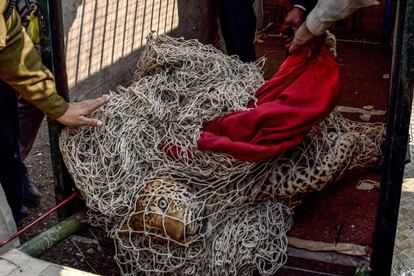 Funcionarios forestales rescatan a un leopardo herido que quedó atrapado en alambre de púas en un área de tiro del ejército a las afueras de Bhatoli en Jabalpur (India), el 14 de enero.