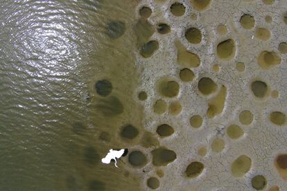 Una garsa blanca alça el vol sobre nius de peixos a l'embassament de La Plata a Toa Alta, Puerto Rico.