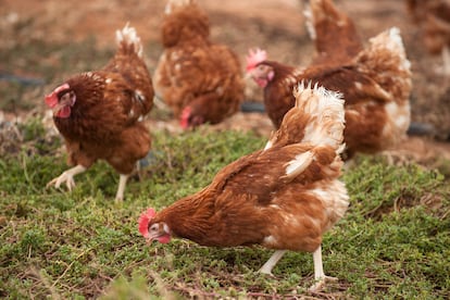 Las gallinas de Huevos Guillén ponen 114 millones de docenas al año.