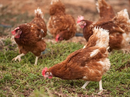 Las gallinas de Huevos Guillén ponen 114 millones de docenas al año.