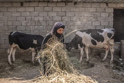 Fátima (60) es matriarca de una familia de la región iraquí de Diyala. Generación tras generación su familia se ha dedicado a la producción agrícola y ganadera. La crisis del agua está amenazando de muerte a su ganado y sus cultivos. Supone otro golpe para una familia cuyos medios de vida y propiedades fueron atacadas y destruidas durante la ocupación del ISIS.