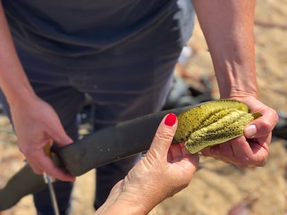 Rodolfo Guzmán con el alga cochayuyo, de Chile. 