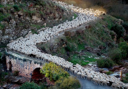 Centenares de ovejas y cabras avanzan en esta forma de pastoreo que ha sido declarado patrimonio por la Unesco