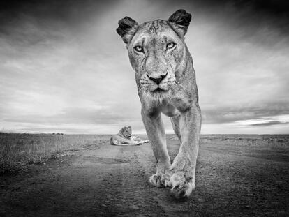 El reto de fotografiar a un animal salvaje