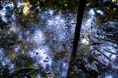 En las provincias de Sucumbíos y Orellana se registran unos 1.000 pozos de petróleo repartidos por el bosque. Las compañías petroleras han vertido durante décadas en la selva los residuos de la extracción del crudo.