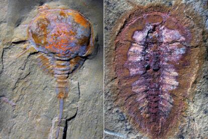 Cangrejo de herradura (<i>Limulus polyphemus</i>), y artrópodo extinto (a la derecha), de hace menos de 500 millones de años y hallados en Fezouata.