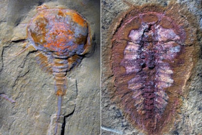 Cangrejo de herradura (<i>Limulus polyphemus</i>), y artrópodo extinto (a la derecha), de hace menos de 500 millones de años y hallados en Fezouata.