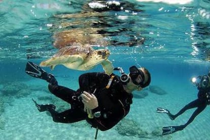 En verano y otoño las tortugas varadas en las playas se recogen y se llevan a centros de recuperación. Una vez recuperadas son devueltas al mar.