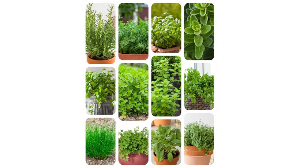 Puedes cultivarlas en cualquier maceta.