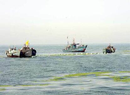 Apenas quedan algas en Qingdao