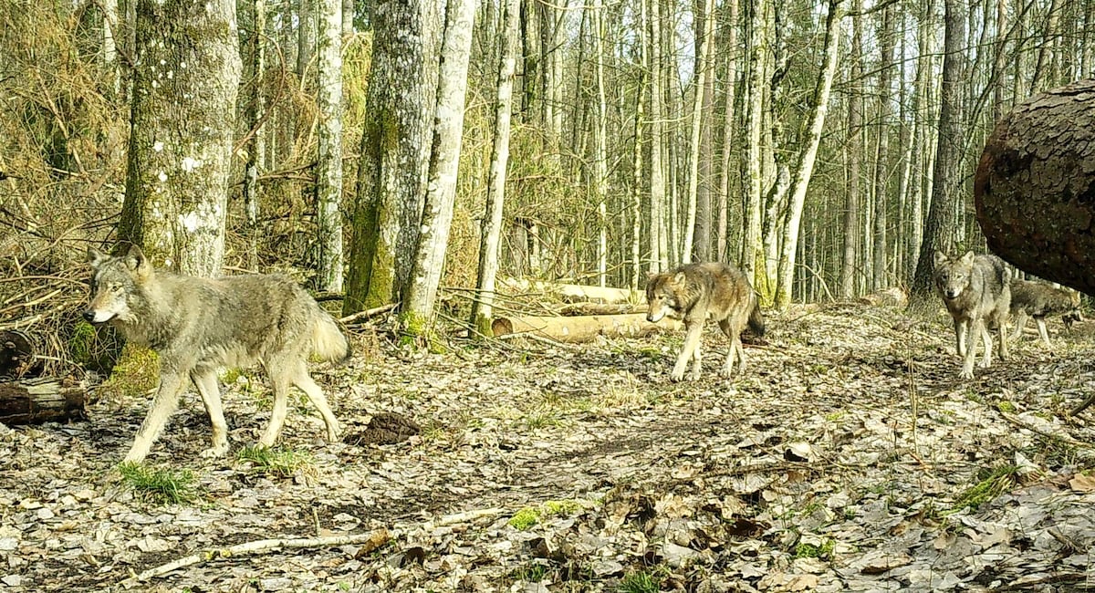 El lobo feroz sigue huyendo de los humanos