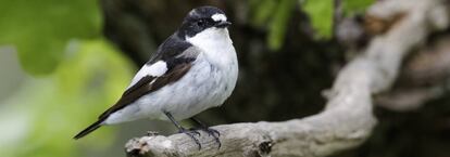 Una ejemplar de papamoscas, en una imagen cedida por SEO/BirdLife.