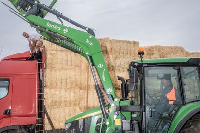 Ángel izquierdo, conduciendo su tractor para colocar los bloques de paja para las vacas.
