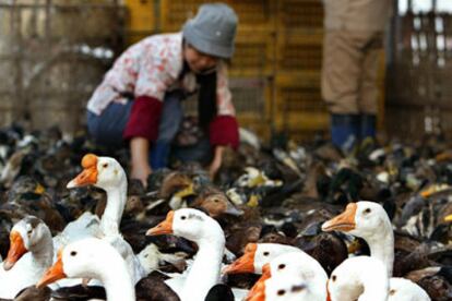 Una mujer alimenta a sus patos en un mercado de Shanghai (China).