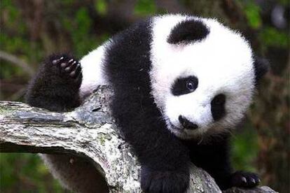 Panda gigante del zoológico de San Diego fotografiado a los seis meses de edad.