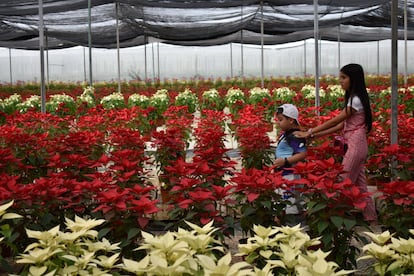 Un vivero de Nochebuenas en Guerrero, el 24 de noviembre.