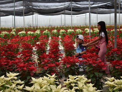 Un vivero de Nochebuenas en Guerrero, el 24 de noviembre.