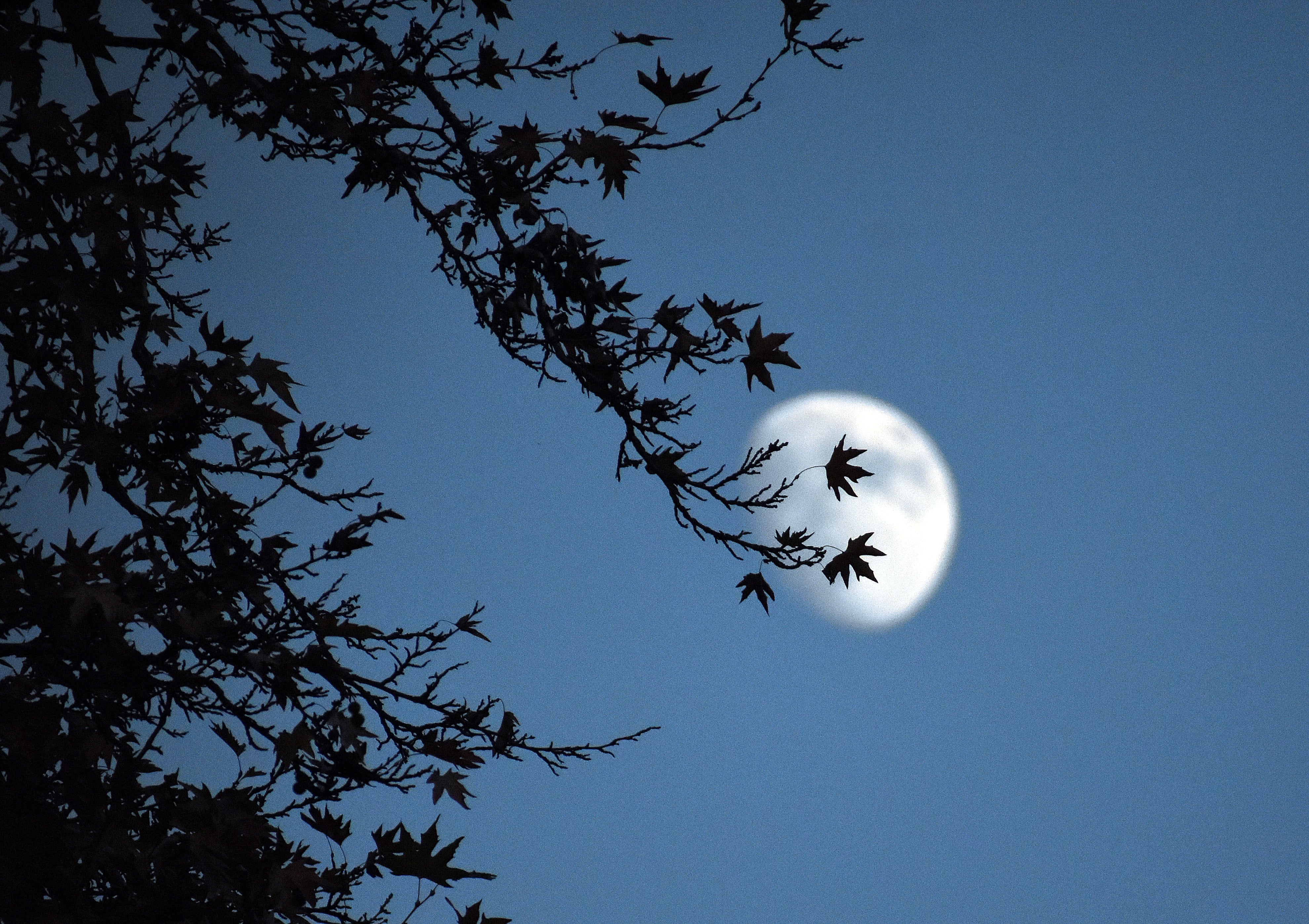 La silueta de un plátano oriental se dibuja contra el cielo crepuscular.