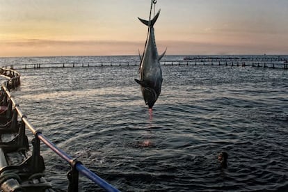A bluefin tuna is caught off the shores of Tarragona.