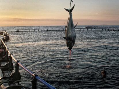 A bluefin tuna is caught off the shores of Tarragona.