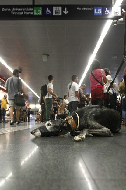Un galgo espera en el andén del metro de Barcelona. EFE/Archivo