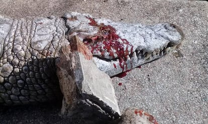 El cocodrilo apedreado, en una foto facilitada por la municipalidad de T&uacute;nez.