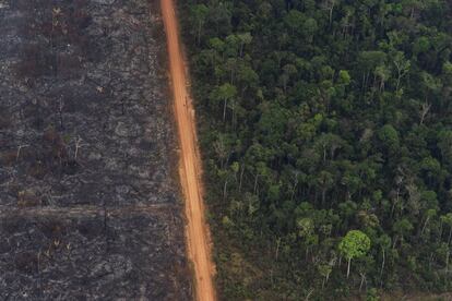 A lush forest sits next to a field of charred trees in Vila Nova Samuel, in a photograph taken in August.