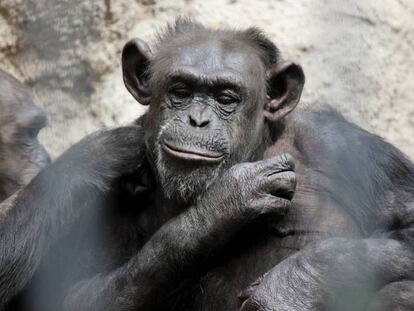 La chimpancé Cecilia en el zoo de Mendoza.