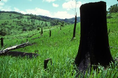 Miles de millones de personas recurren a los bosques y a sus recursos para alimentarse y conseguir energía o cobijo. Además, los sistemas forestales juegan un papel clave en el suministro de agua. El 31% de la superficie terrestre está (por ahora) cubierta de bosque, pero cada año se destruyen 13 millones de hectáreas, es decir, una superficie equivalente a Portugal y Dinamarca juntas, o a algo más que Honduras. En la imagen, árboles talados para fomentar el cultivo de arroz en el norte de Tailandia. Al de dos o tres años, cuando el suelo se agota para el arroz, los campos se abandonan y se despeja más bosque para crear nuevas zonas de cultivo. El problema es especialmente grave en un pais cuya principal fuente de agua surge de estos bosques. Hoy, 21 de marzo, es el Día Internacional de los Bosques, en el que distintas organizaciones llaman a reflexionar sobre la importancia de estos sistemas en el presente y, sobre todo, el futuro del planeta.