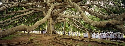 Un enorme ficus o higuera de Java (Ficus benjamina), la estrella de los jardines botánicos de Peradeniya en Kandy (Sri Lanka).