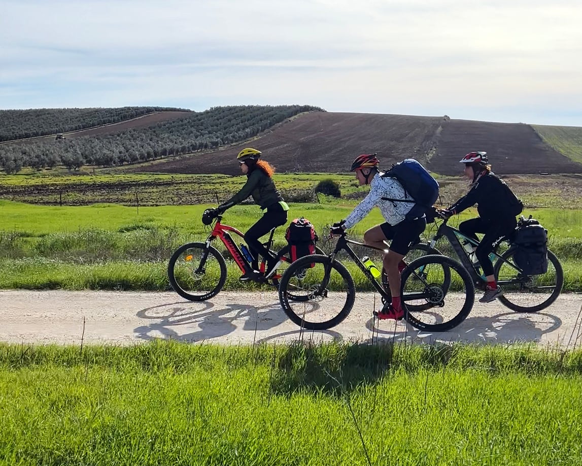 En bici por la vía verde de la Campiña andaluza entre hileras de olivos