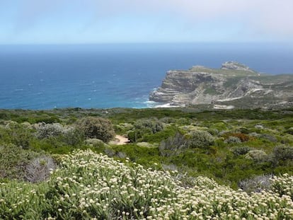 Fynbos costera, detrás el Cabo de Buena Esperanza.