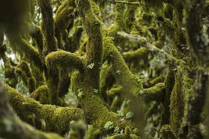 Para saber cómo era la vegetación en la Era Terciaria no hay más que viajar a la isla de La Gomera, en Canarias, y visitar el parque nacional de Garajonay, surcado de manantiales y arroyos, y envuelto en una característica bruma húmeda. Su laurisilva o selva de laureles cubre más de la mitad de su superficie.