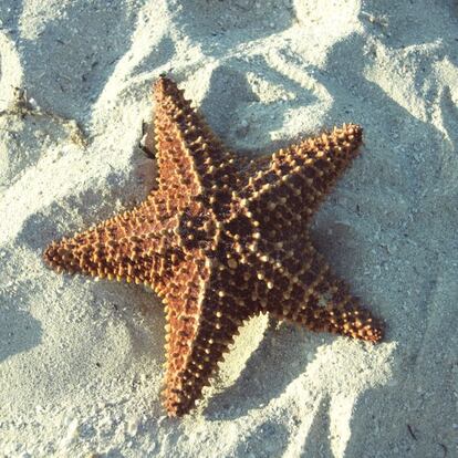 Una estrella de mar en una playa cubana.