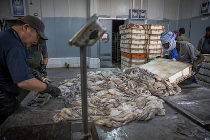 El señor Lee es un exportador coreano de pulpo que vende a Japón y España. Él mismo clasifica los cefalópodos según su calidad.