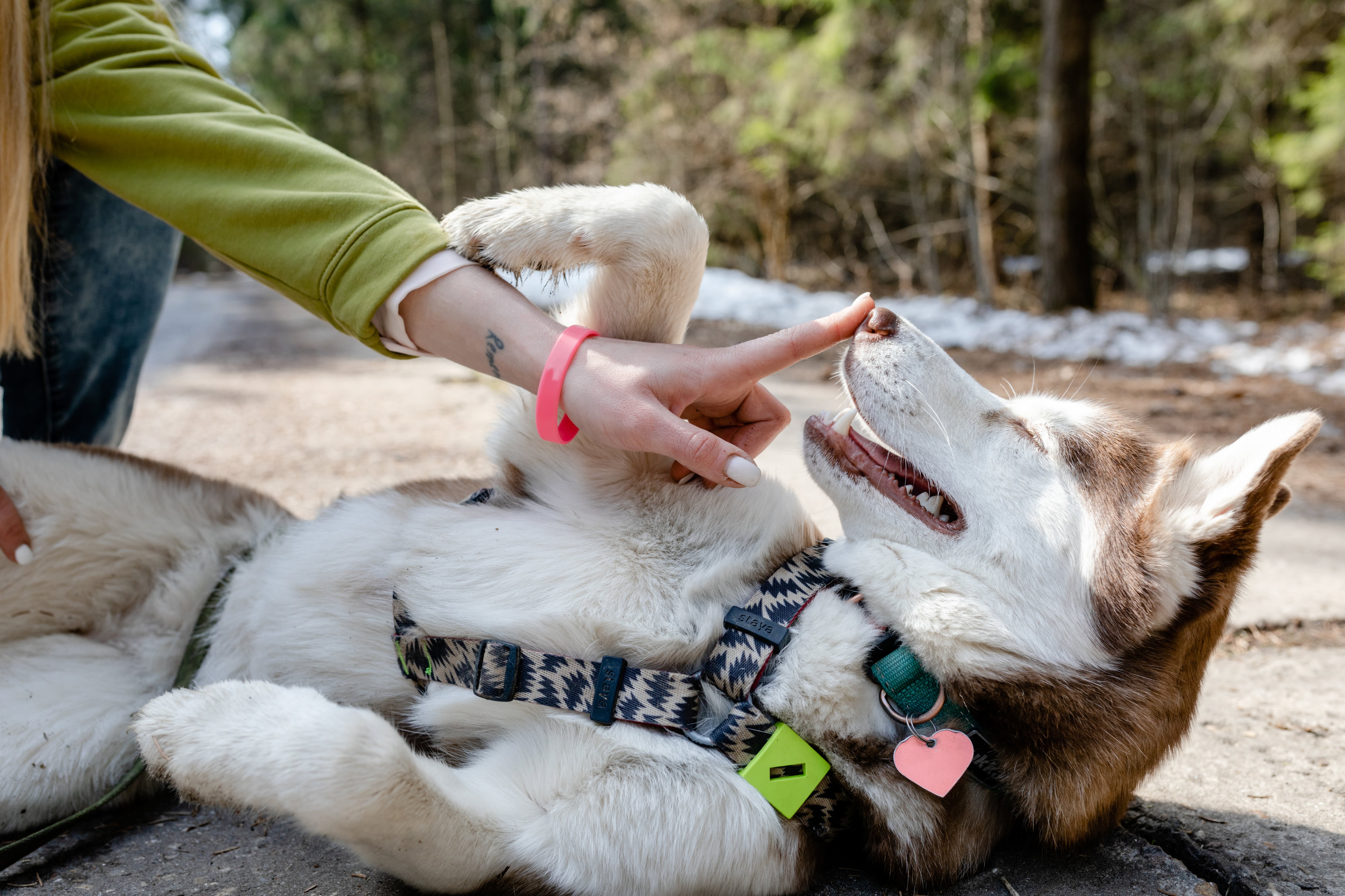 De lobo a perro: ¿qué hay de salvaje en los canes domesticados?