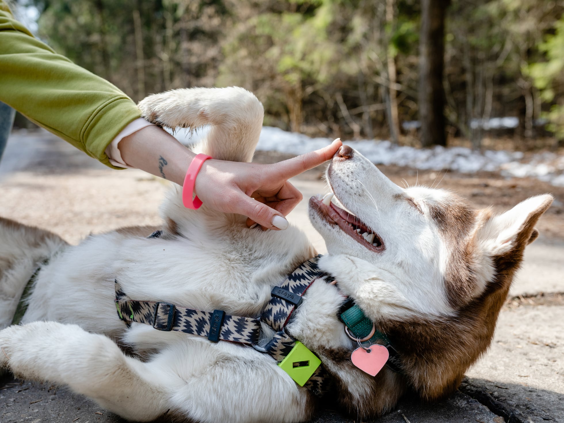 Razas De Lobos Domesticados