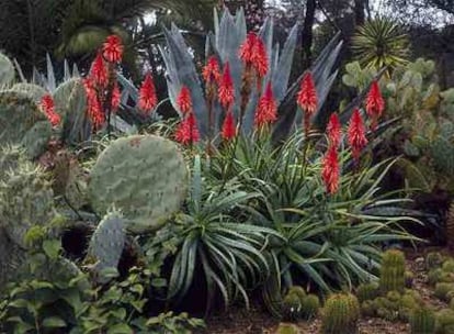 Las flores rojas de los aloes, en un jardín botánico.