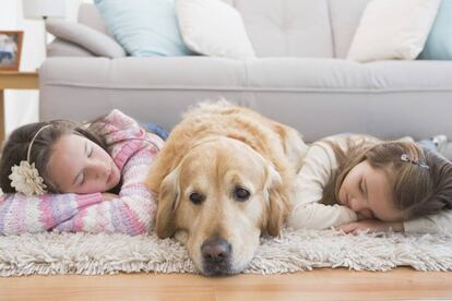 Todos los miembros del hogar deben seguir las mismas pautas para el animal no reciba mensajes contradictorios.