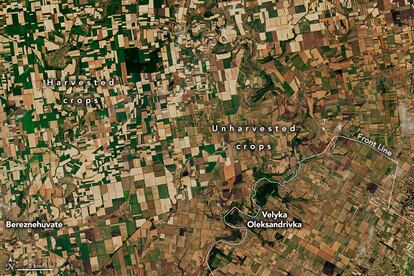 La imagen muestra el trigo cosechado (harvest crop) alrededor de la ciudad de Bereznehuvate comparado con el trigo sin cosechar (unharvest crops) alrededor del frente (front line) en Velyka Oleksandrivka. La imagen en color natural fue adquirida por el Operational Land Imager (OLI) del Landsat 8. El OLI visualiza los campos a 30 metros por píxel, lo que significa que cada píxel representa un área del tamaño aproximado de un campo de béisbol.