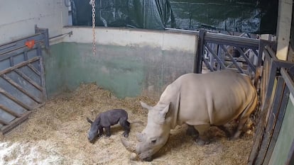 Nace un rinoceronte blanco en BIOPARC Valencia, un hito en su conservación