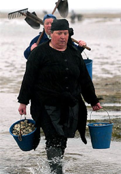 Varias mariscadoras de Lourido, en la ría de Pontevedra, regresan del trabajo con sus cubos llenos de almejas y berberechos.